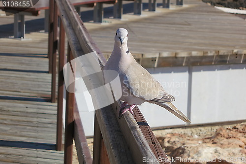 Image of Pigeon