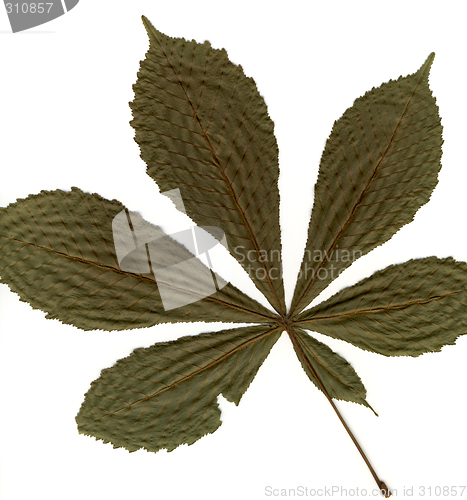 Image of chestnut leafs