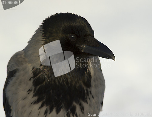 Image of Hooded Crow