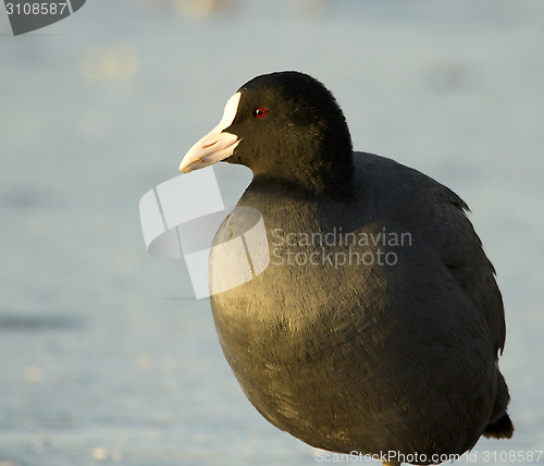 Image of Common Coot