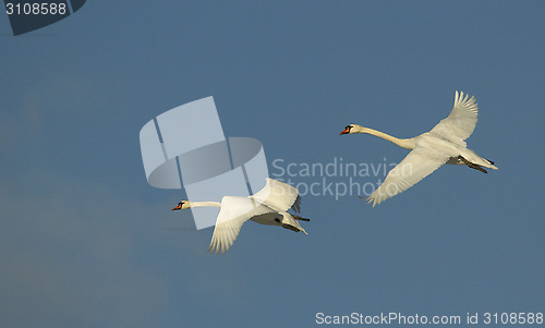 Image of Muted Swan