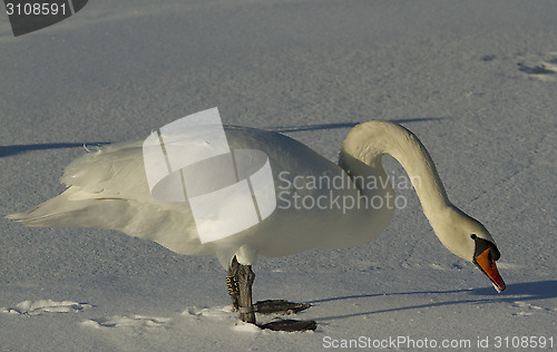 Image of Muted Swan