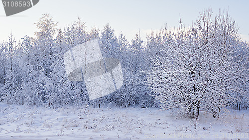 Image of View of snowy forest trees 