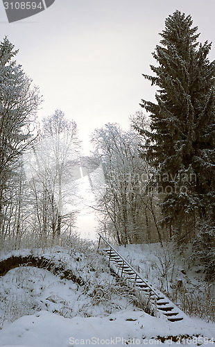 Image of Vertical panorama of old ladder in snowy forest