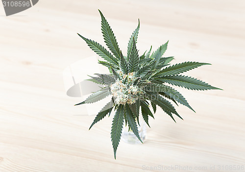 Image of hemp plant