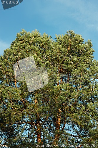 Image of Spreading crown of old pine tree