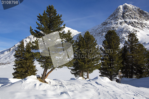 Image of Green fir trees in snowy Austrian Alps