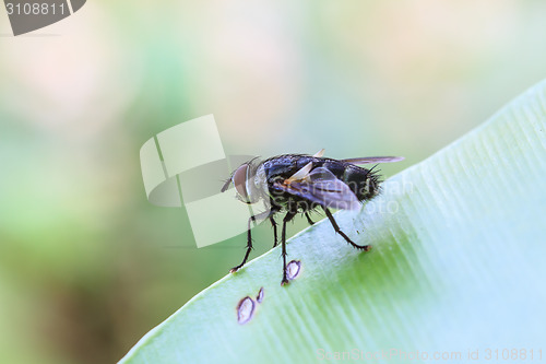 Image of Blow fly, carrion fly, bluebottles, greenbottles, or cluster fly