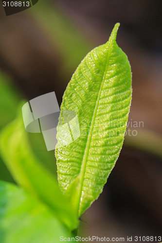Image of Abstract green leaf texture for background