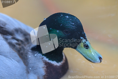 Image of duck on the water in garden