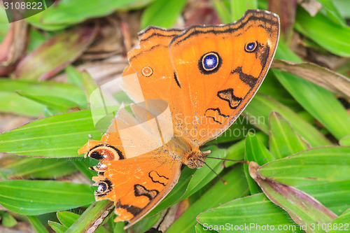 Image of peacock pansy Butterflies injury 