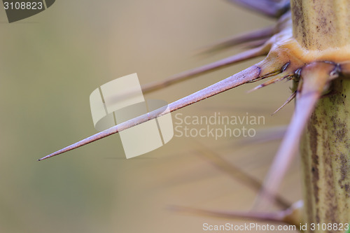 Image of Thorns of Zalacca