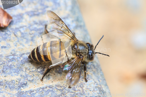 Image of close up bee on the ground