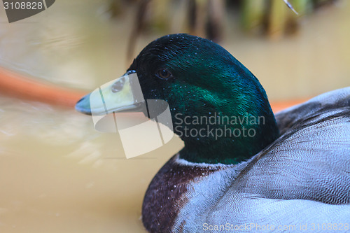 Image of duck on the water in garden