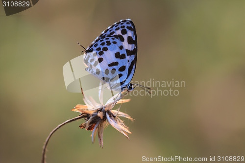 Image of Beautiful Butterfly