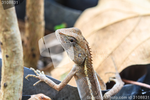 Image of Green crested lizard