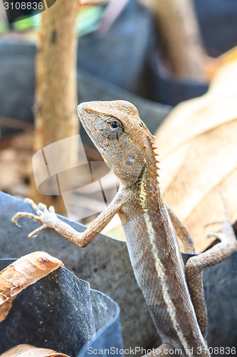 Image of Green crested lizard