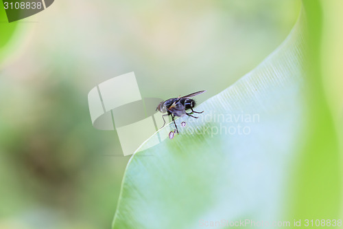 Image of Blow fly, carrion fly, bluebottles, greenbottles, or cluster fly