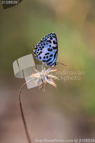 Image of Beautiful Butterfly