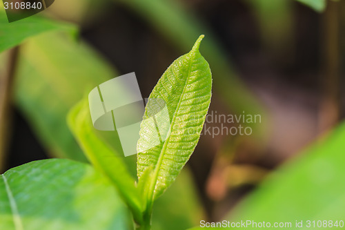 Image of Abstract green leaf texture for background