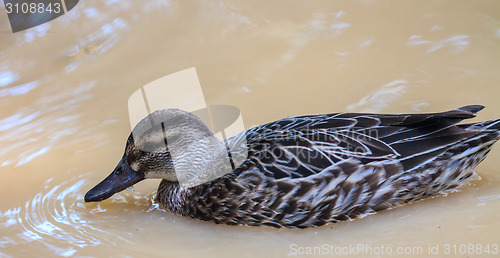 Image of duck on the water in garden