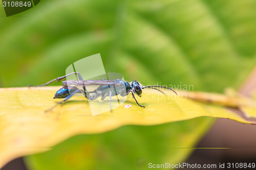 Image of Insect on leaf