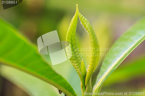 Image of Abstract green leaf texture for background