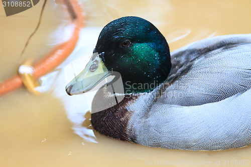 Image of duck on the water in garden