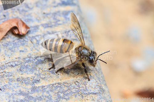 Image of close up bee on the ground