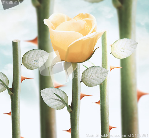 Image of yellow garden roses