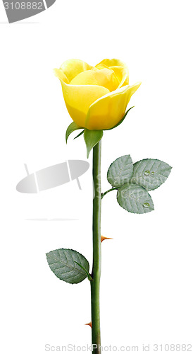 Image of fresh yellow flower 