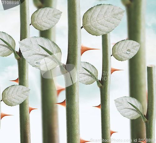 Image of rose thorns