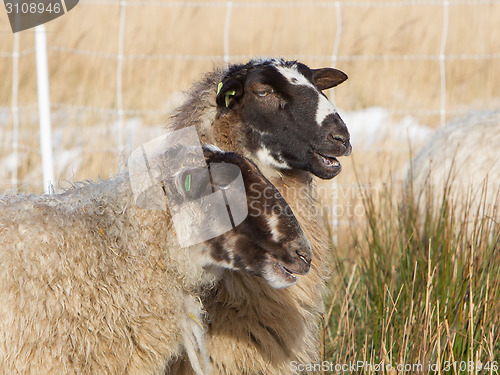 Image of Adult sheep 