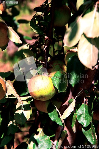 Image of Apple tree with ripe apples