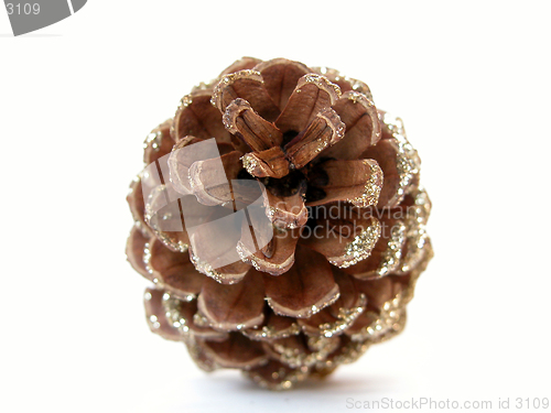 Image of pine cone