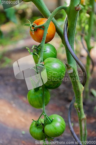 Image of tomatoes on a branch