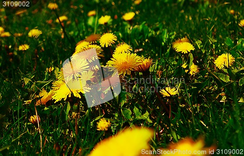 Image of young dandelions grow in the meadow
