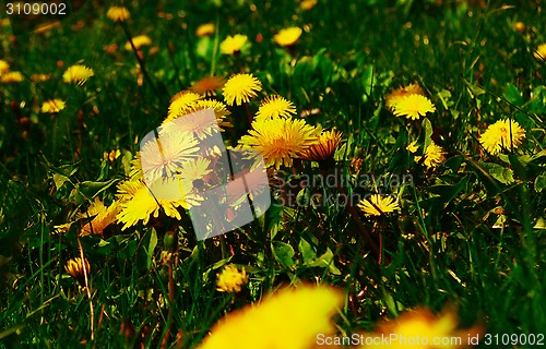 Image of young dandelions grow in the meadow