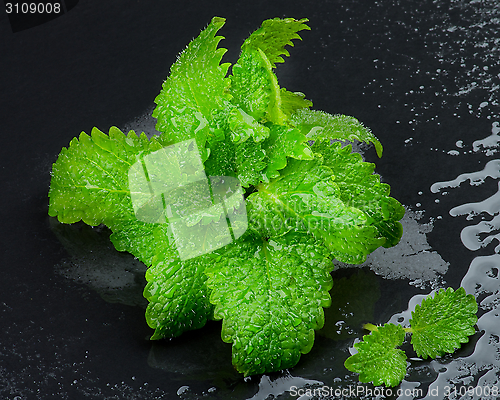 Image of Mint Leafs
