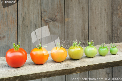 Image of Evolution of red tomato - maturing process of the fruit - stages of development