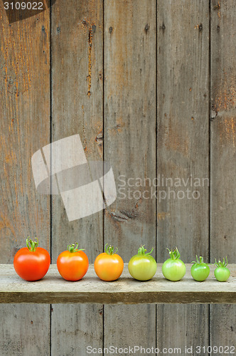 Image of Evolution of red tomato - maturing process of the fruit - stages of development