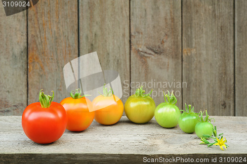 Image of Evolution of red tomato - maturing process of the fruit - stages of development