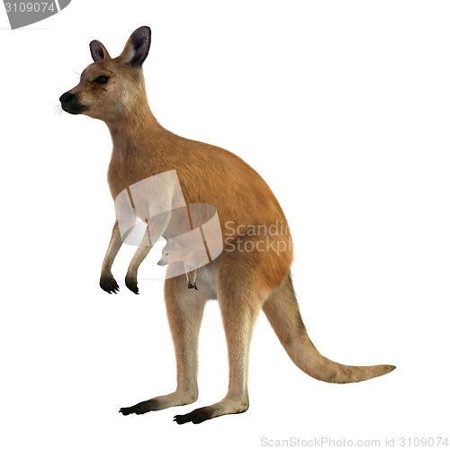 Image of Red Kangaroo with Baby
