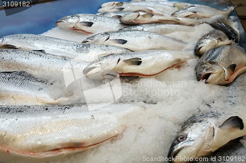 Image of Salmon fish  