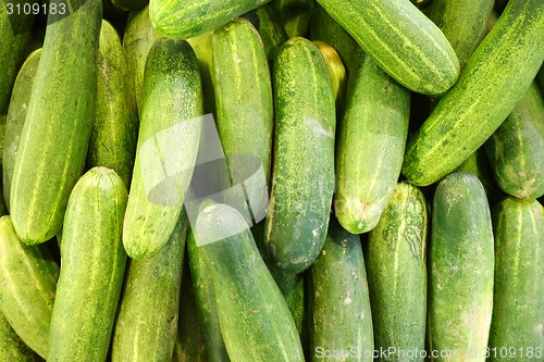 Image of Fresh green cucumber collection outdoor