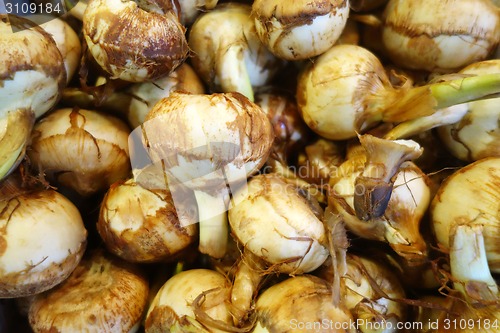 Image of Fresh Arrowheads in the market for sell