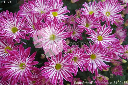 Image of Purple daisy flower blossom