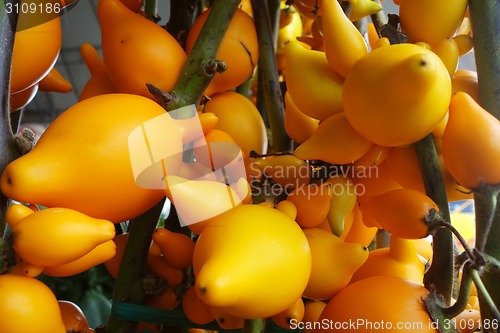 Image of Solanum mammosum growing in the garden