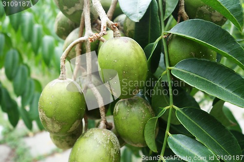 Image of Ambarella fruits on the tree