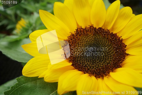 Image of Close up of the sunflower